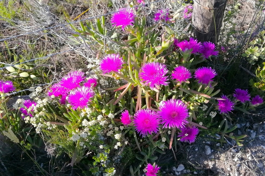 0 Bedroom Property for Sale in Stilbaai Oos Western Cape